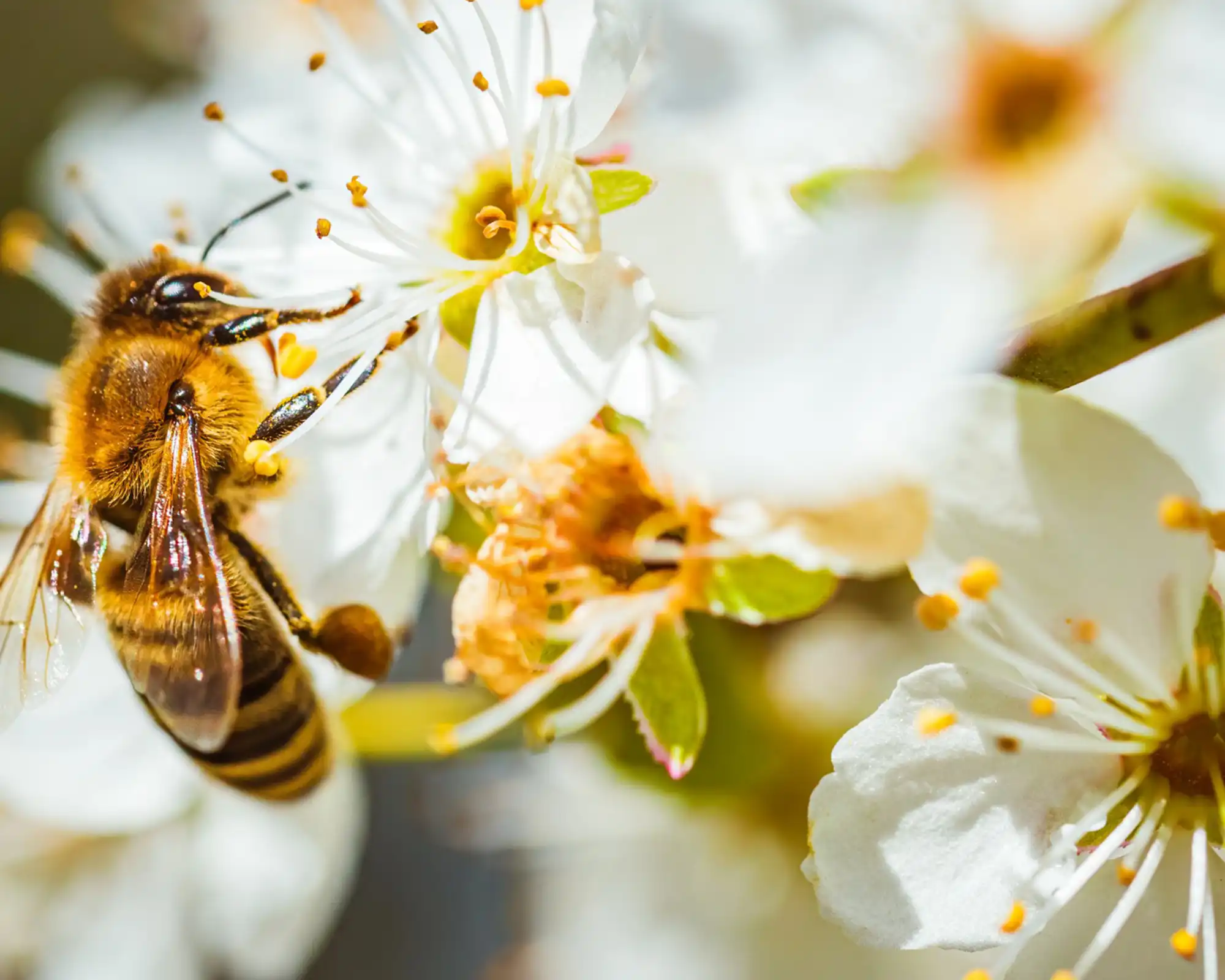 Honigbiene auf Blume